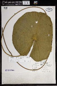 Nymphaea odorata image