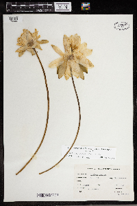 Nymphaea odorata image