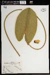 Nuphar variegata image