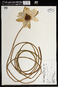 Nymphaea odorata image