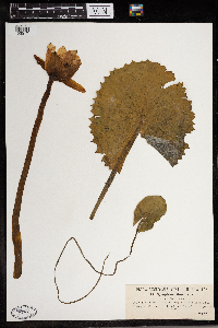 Media resource of Nymphaea lotus