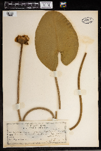 Nuphar advena image