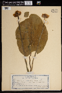 Nuphar variegata image