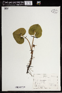 Asarum canadense image