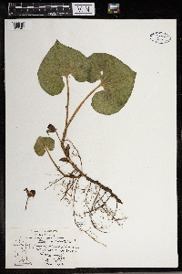 Asarum canadense image