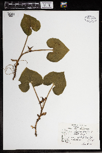 Asarum canadense image