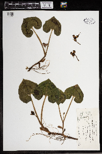 Asarum canadense image