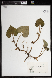 Asarum canadense image