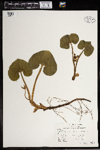 Asarum canadense image