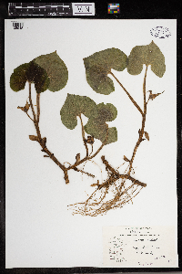 Asarum canadense image