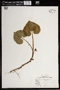 Asarum canadense image