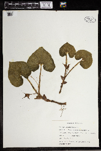 Asarum canadense image