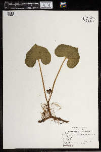 Asarum canadense image