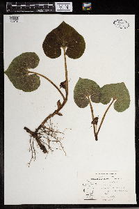 Asarum canadense image