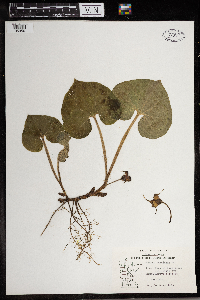 Asarum canadense image