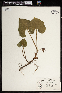 Asarum canadense image