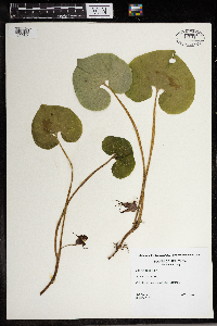 Asarum canadense image