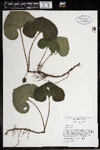 Asarum canadense image