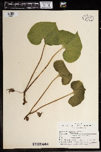 Asarum canadense image