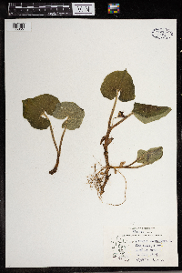 Thumbnail image of current specimen