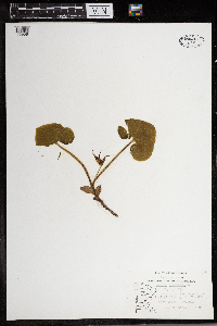 Asarum canadense image