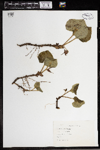 Asarum canadense image