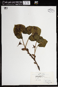 Asarum canadense image