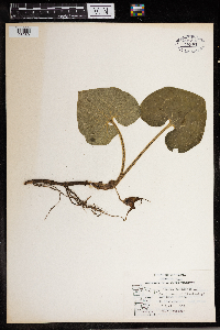 Asarum canadense image