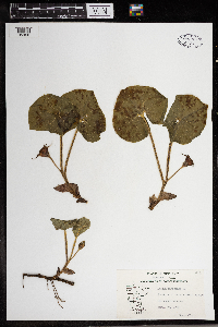 Asarum canadense image