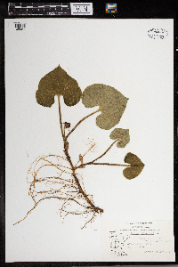 Asarum canadense image