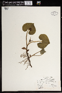 Asarum canadense image