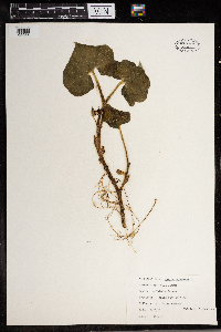 Asarum canadense image