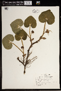 Asarum canadense image