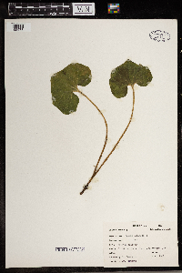 Asarum canadense image