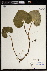 Asarum canadense image