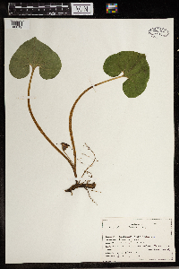 Asarum canadense image