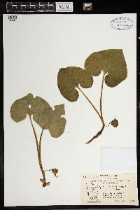 Asarum canadense image