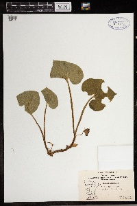 Asarum canadense image