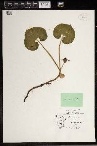 Asarum canadense image