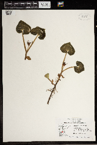 Asarum canadense image