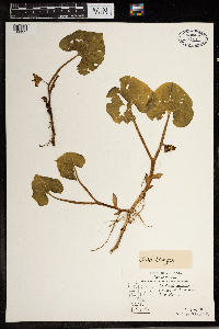 Asarum canadense image