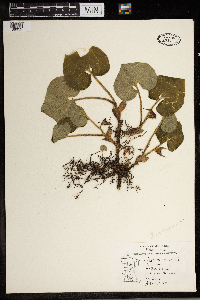 Asarum canadense image