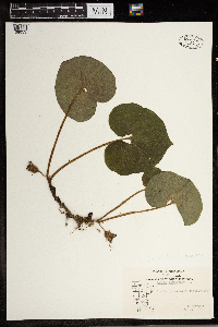 Asarum canadense image