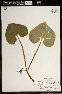 Asarum canadense image