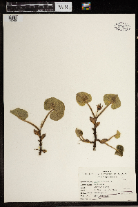 Asarum canadense image