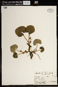 Asarum canadense image