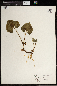 thumbnail image of current specimen