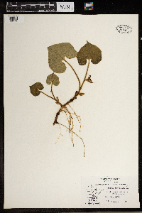 Asarum canadense image