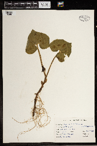 Asarum canadense image