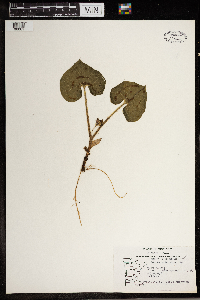 Asarum canadense image